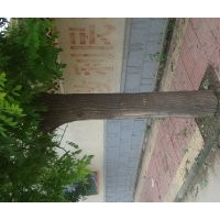 出售20以上國(guó)槐