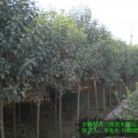 供應2-15公分大葉女貞