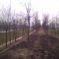 國(guó)槐 8-50公分國(guó)槐 國(guó)槐價(jià)格 國(guó)槐基地