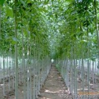 大量供應(yīng)白蠟6--30公分 國槐8--45公分