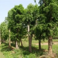 湖北隨州全冠骨架移植樸樹銀杏樹，桂花，木瓜，三角楓，樸樹，皂