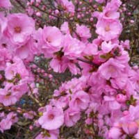 黑龍江哈爾濱出售桃紅 紅瑞木 榆葉梅