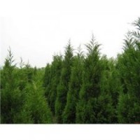 蜀檜現(xiàn)貨供應(yīng)、南京蜀檜價(jià)格、南京滬寧苗木園藝場(chǎng)