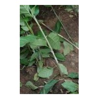 供應(yīng)圓蠟2號白蠟半成品苗(秋悶子），實(shí)生苗