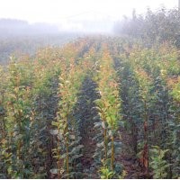 綠化及花卉苗（大量）：木瓜海棠，西府海棠，長壽冠，紫薇，櫻花