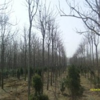 國槐 8-50公分國槐 國槐價格 國槐基地