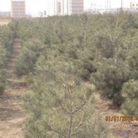 供應(yīng)山西油松一級(jí)苗低價(jià)優(yōu)惠(圖)什么地方油松便宜