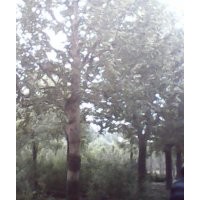 欒樹河北欒樹15cm欒樹欒樹小苗