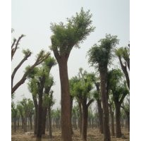 供應(yīng)35公分裸根半冠國(guó)槐40公分