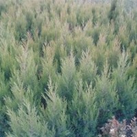 署快，北京快，龍柏，地柏