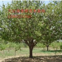 便宜甩賣(mài)八棱海棠樹(shù)