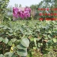 供應(yīng)巴桿紅苗 紫薇