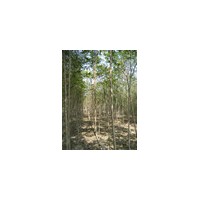 椿樹.毛白楊.垂柳.速生柳