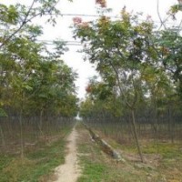 10公分欒樹價(jià)格