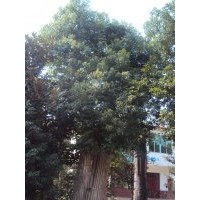 湖南矮腳移栽香樟湖南矮腳多頭香樟湖南香樟價(jià)格