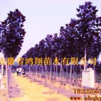 2012年10公分12公分13公分15公分20公分香樟價(jià)格