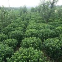 長期供應(yīng)大葉黃楊