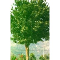 大量低價供應(yīng)香泡