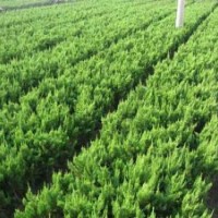 龍柏、灑金柏、鋪地柏