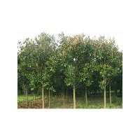 大廣玉蘭報(bào)價(jià)、廣玉蘭價(jià)格、南京滬寧苗木園藝場(chǎng)