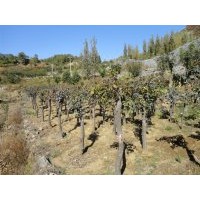 供應(yīng)玉蘭、黃櫨、五角楓