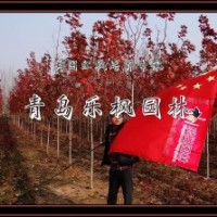 2012年秋季美國紅楓園藝品種的價(jià)格