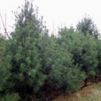 園林綠化苗木價格小葉女貞,五角楓,海棠,香花槐,池杉,云杉