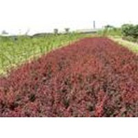 大葉黃楊 小葉黃楊 紅葉小檗