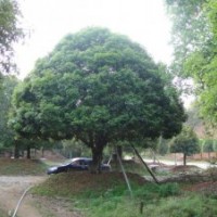 湖南綠化苗木花木精品桂花湖南瀏陽四季紅苗圃苗木桂花香樟