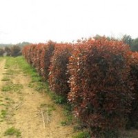 櫸樹價格,紅葉石楠價格,紅葉小檗價格,水杉價格表