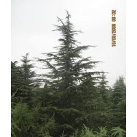 徑25公分雪松，H5.5M雪松500元；