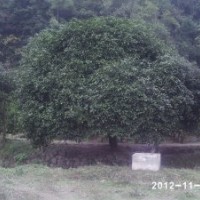 供應(yīng)米徑15公分以上八月桂