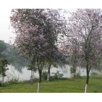 紅花洋紫荊（宮粉)