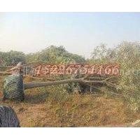 2013年國槐最新報價