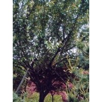 供應(yīng)南京櫻花價(jià)格 南京苗圃櫻花價(jià)錢 南京櫻花樹南京櫻花種植基地