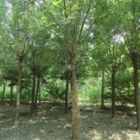 河北構(gòu)樹，質(zhì)量保證