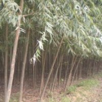速生柳種植基地，喜水易活