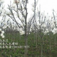 供應(yīng)安徽白玉蘭4-5-6-7-8-9-10公分精品苗