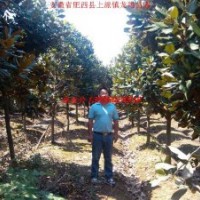 廣玉蘭、香樟、烏桕楊樹(shù)、三角楓、桂花、紅葉李、大葉女貞、榔榆