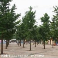 供應15到20公分銀杏樹