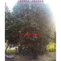 桂花、紅葉李、大葉女貞、香樟、烏桕、三角楓、廣玉蘭