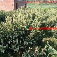 枇杷、紅葉李、高桿女貞、 黃連木 、榔榆