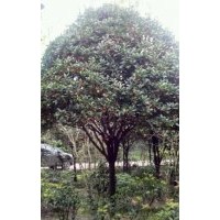 供應10公分朱砂桂