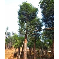 瀘州秋楓，秋楓苗圃，秋楓行道樹，秋楓圖片