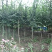 供應 三角楓 三角楓小苗50萬 大規(guī)格三角楓