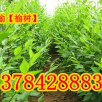 保定榆樹、榆樹價(jià)格