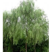 成都柳樹 10公分柳樹