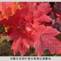 供應(yīng)美國(guó)紅楓小苗，美國(guó)紅楓種子