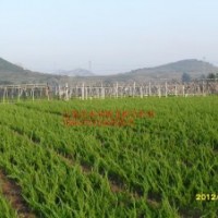 山東五蓮龍柏合作社直銷3000萬(wàn)各規(guī)格龍柏