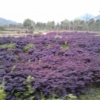 供應(yīng)紅花繼木